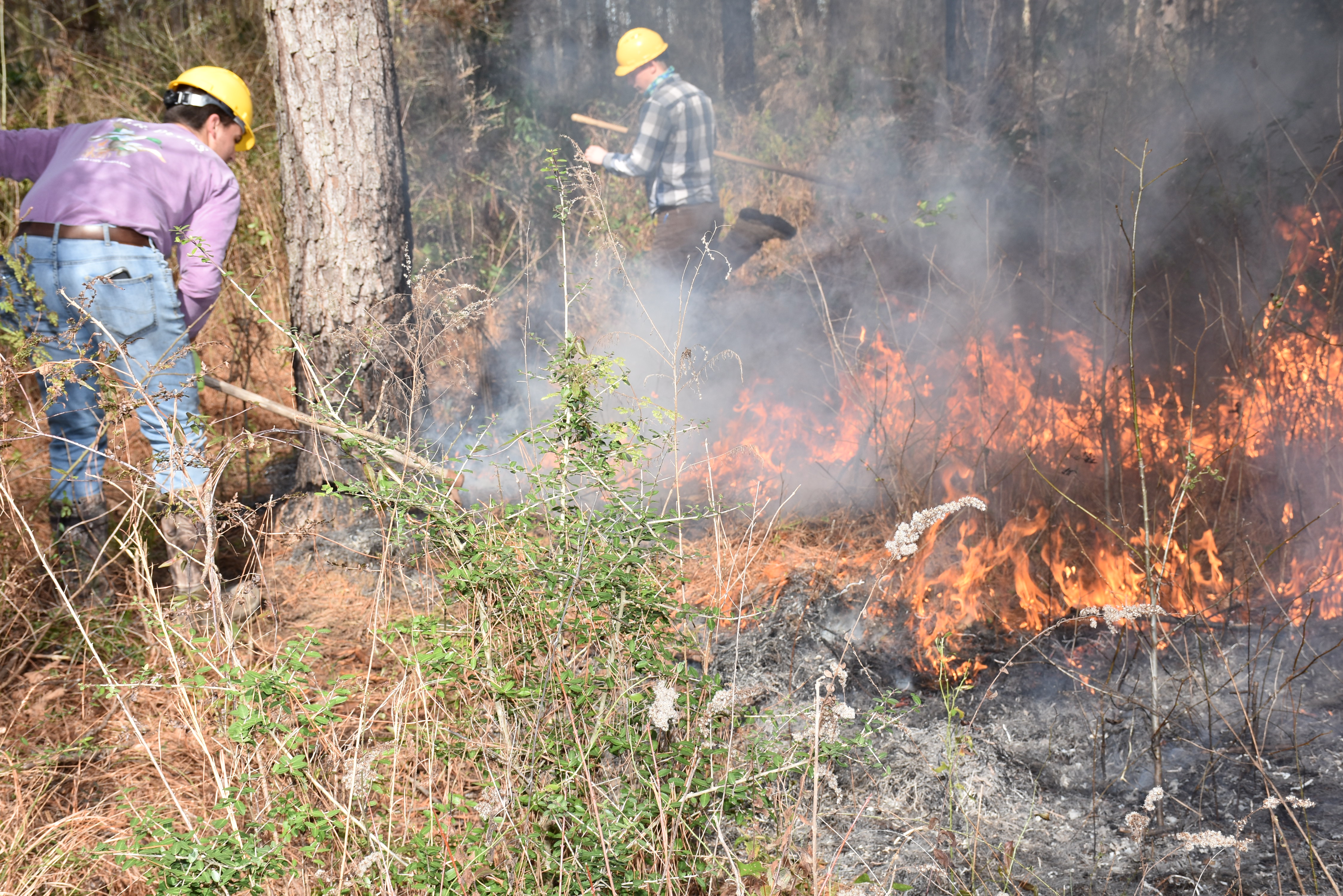 Prescribed burn workshop set for Feb. 2 to 4 in Hammond